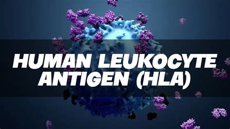 Hla Human Leukocyte Antigen Simplified Immunology Youtube