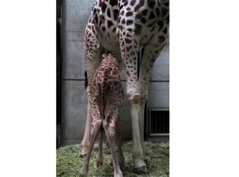 【大阪市天王寺区・阿倍野区】キリンの赤ちゃん誕生！天王寺動物園でハルカスちゃんと幸弥くんカップルの間に令和ベイビーが生まれました！ 号外