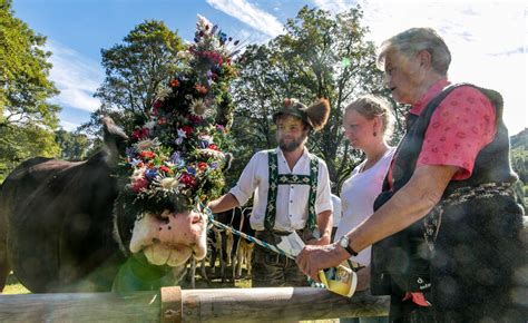 Viehscheid 2022 In Oberstdorf 1000 Schumpen Auf Dem Weg Ins Tal