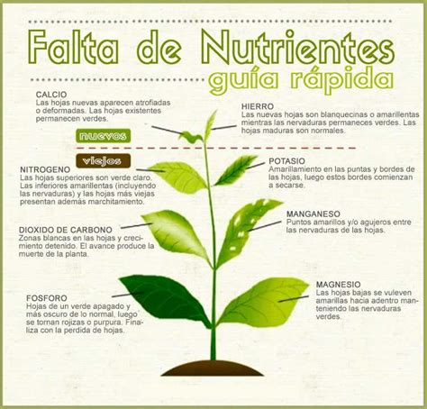 Como Identificar La Falta De Nutrientes En Las Plantas Jardinería de