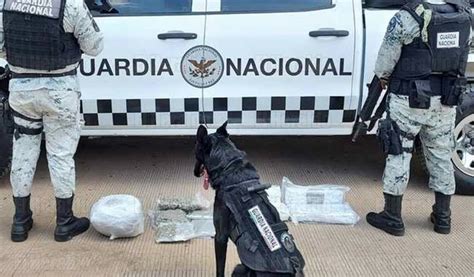 Binomio Canino Detectó Marihuana El Heraldo De Aguascalientes