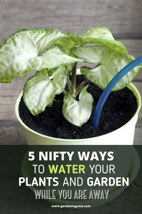 5 Nifty Ways To Water Your Plants And Garden While You Are Away Water Plants Frugal Gardening