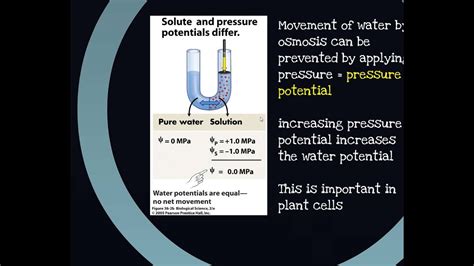 Pressure Potential In Plant Cells Youtube