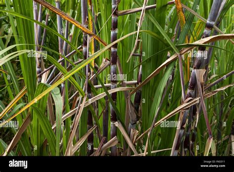 Detalle Saccharum Fotograf As E Im Genes De Alta Resoluci N Alamy