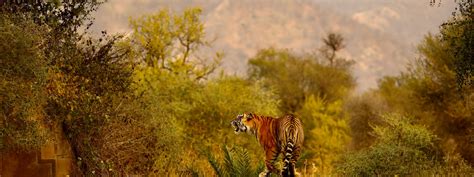 Sariska National Park