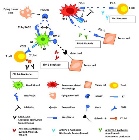 Inhibitory Immune Checkpoint Molecules Represent Targets For Cancer