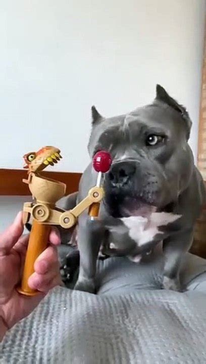 Comprei Um Brinquedo Novo Para Minha American Bully Maoriblue