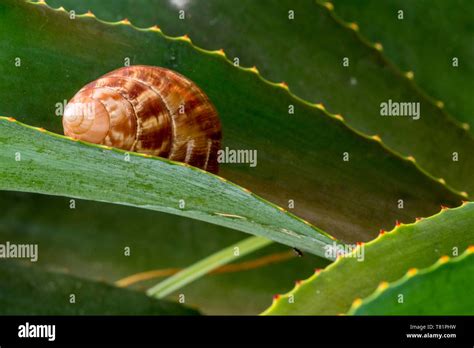 Invasive Species Giant African Snail Hi Res Stock Photography And