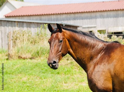 Als Brauner Bezeichnetes Pferd Mit Braunem Deckhaar Und Schwarzer M Hne