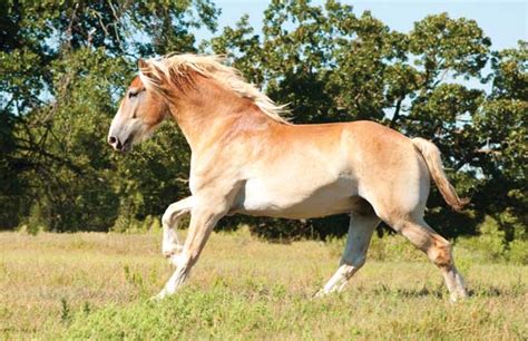 Draft Horse Breeds - Published by Young Rider magazine