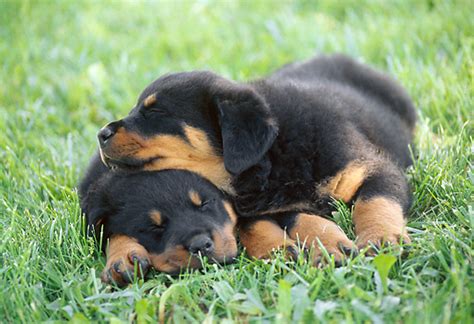 12 Of The Weirdest But Truly Wonderful Rottweilers Sleeping Positions