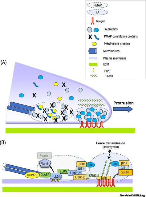 Biomolecular Condensates At The Front Cell Migration Meets Phase