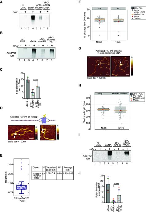 PARP1 Association With R Loops Triggers ADP Ribosylation Activity A