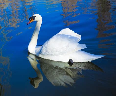 A swan beijing china stock image. Image of winged, china - 28395341