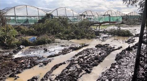 El Sector De La Flor Cortada En Chipiona Pide Auxilio Tras Los