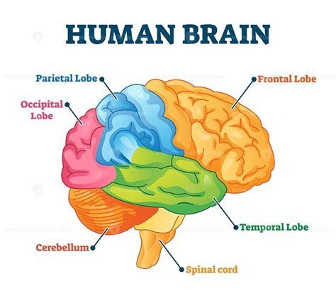 Human Brain Vector Illustration Vectormine