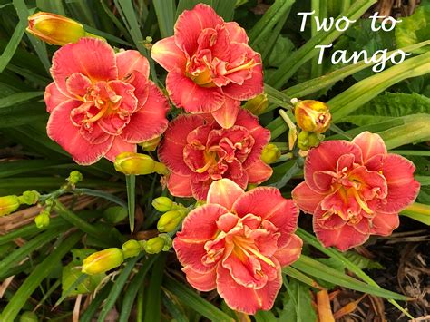 Two To Tango Happy Go Daylily