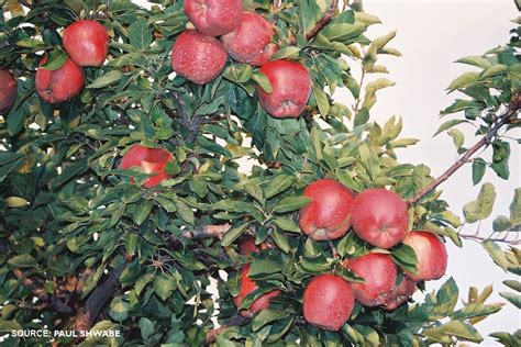 Growing Fruit Trees Guide Wisconsin Heydens Gardens Cedarburg Wi