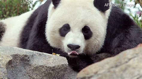 Successful birth major milestone for endangered pandas | CNN