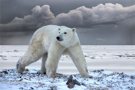 Polar bear along Hudson Bay - Jim Zuckerman photography & photo tours