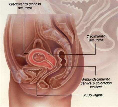 Solo Haz Ciclo Enlace Dolor De Ovarios Y Gases Embarazo Interconectar