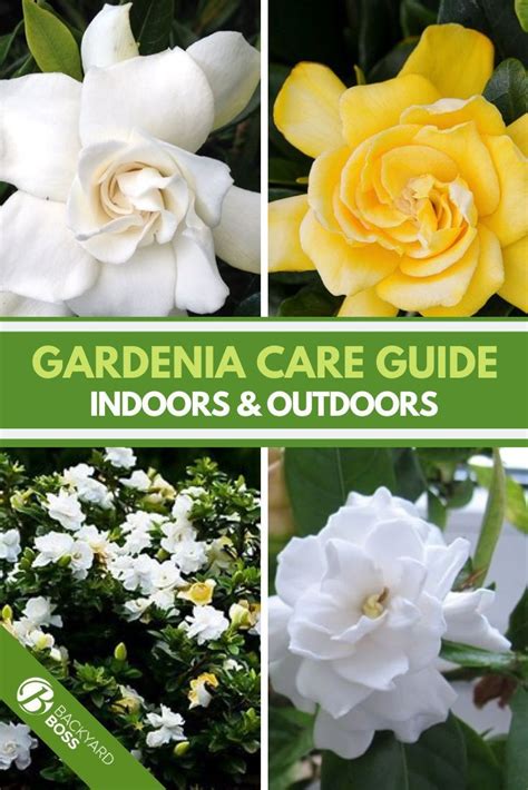 Gardenia Guide How To Take Care Of A Gardenia Plant In 2024 Gardenia Plant Gardenia Trees