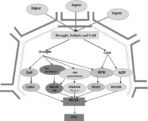 Abiotic Stress Signal Transduction In Plant Cell Schematic