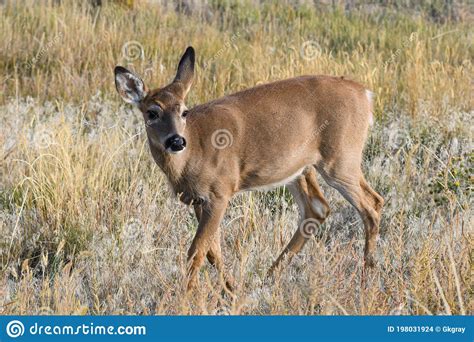 Colorado Wildlife Wild Deer On The High Plains Of Colorado White