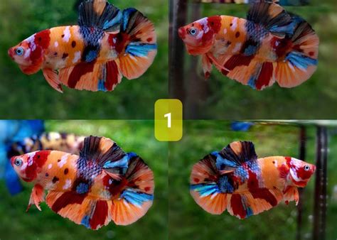 male plakat halfmoon betta candy nemo aquarium fish coburg aquarium