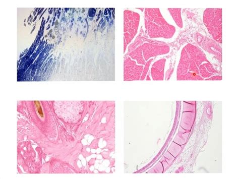 Histologie Karteikarten Quizlet