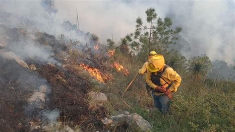 Incendios Forestales Consumen Más De 40 Mil Hectáreas En México Unotv