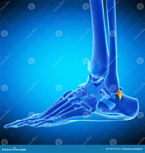 The Superior Peroneal Retinaculum Ligament Royalty-Free Illustration ...