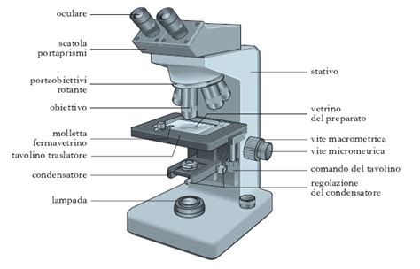 Schema Funzionamento Microscopio Ottico Fare Di Una Mosca