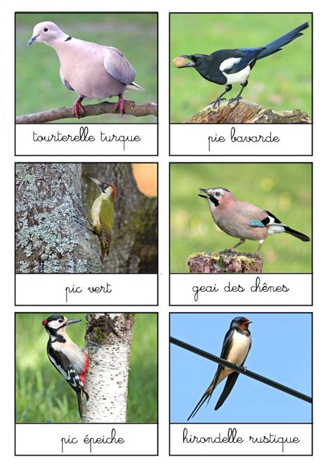 Nomenclature Les Oiseaux Oiseaux Des Jardins Oiseaux Animaux