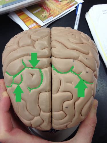 Chapter 9 Brain Structures And Functions Diagram Quizlet