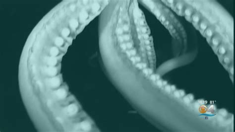 Into The Deep Giant Squid Captured On Video Youtube