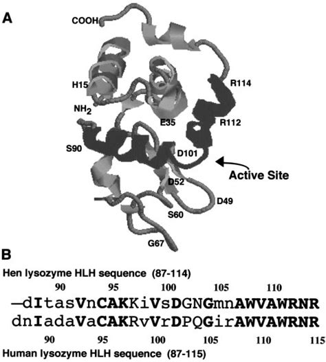 A Schematic Ribbon Representation Of Hen Egg White Lysozyme The View