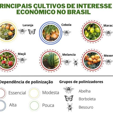 Dependência De Polinização E Grupos De Polinizadores Dos Principais