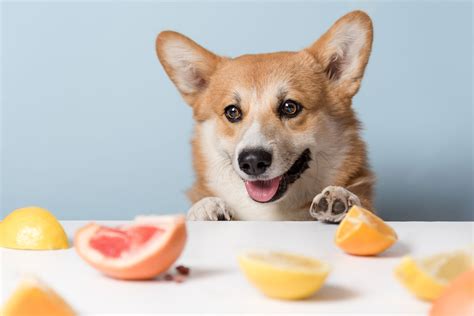 Safe And Unsafe Fruits And Veggies To Share With Your Dog – ImpriMed