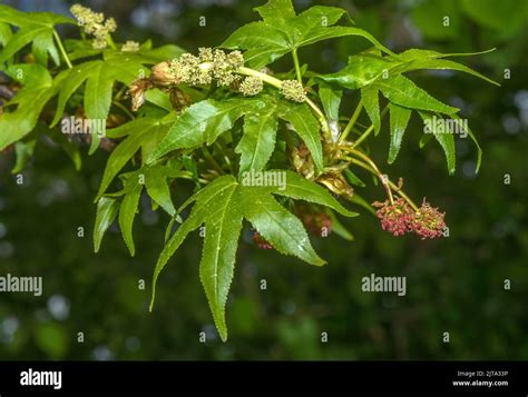 Oriental Sweetgum Liquidambar Orientalis Tree In Flower In Spring