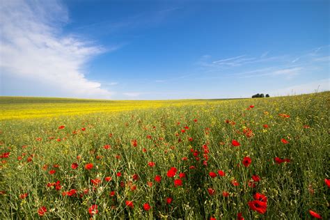 Flor Colza Campo · Foto gratis en Pixabay