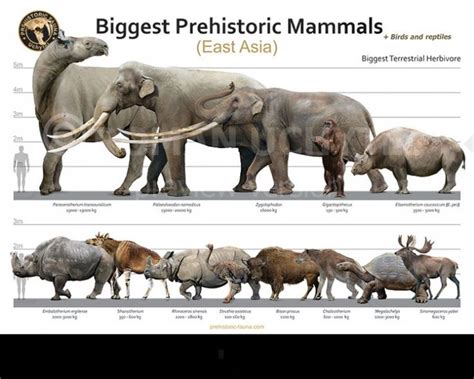 Biggest Prehistoric Mammals Of East Asia Herbivore Poster Image Buy