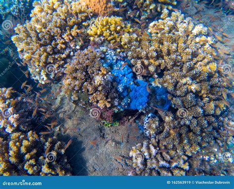 Underwater Landscape With Coral Reef And Fishes Coral Diversity Top