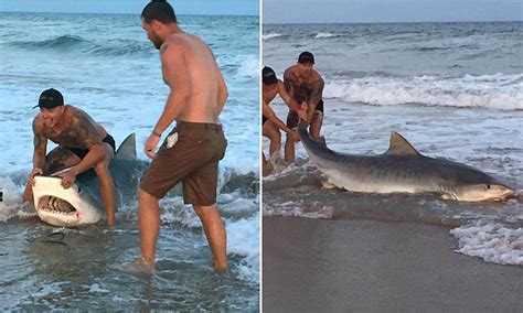 Video Of Moment Us Marine Catches 12ft Tiger Shark Off Topsail Beach