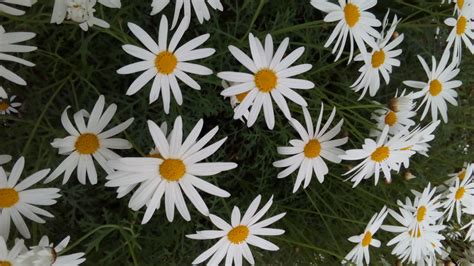 Free Images Flowers Flower White Yellow Marguerite Daisy