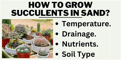 Can Succulents Grow In Sand Yes They Fully Can