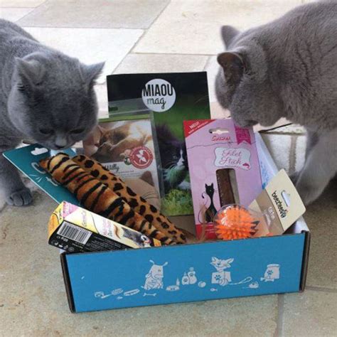 Top 18 Best Cat Subscription Boxes For 2024 (Reviews) - Urban Detox Club