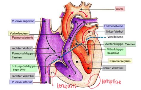 Vorlesung Elektrophysiologie Herz Flashcards Quizlet