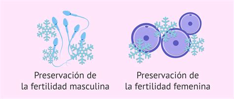 La preservación de la fertilidad congelar óvulos y esperma