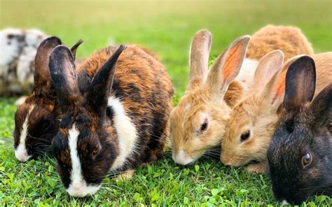 Most Popular Rabbit Breeds In The World